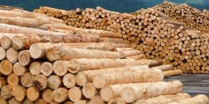 واردات چوب ساسنا روسی 