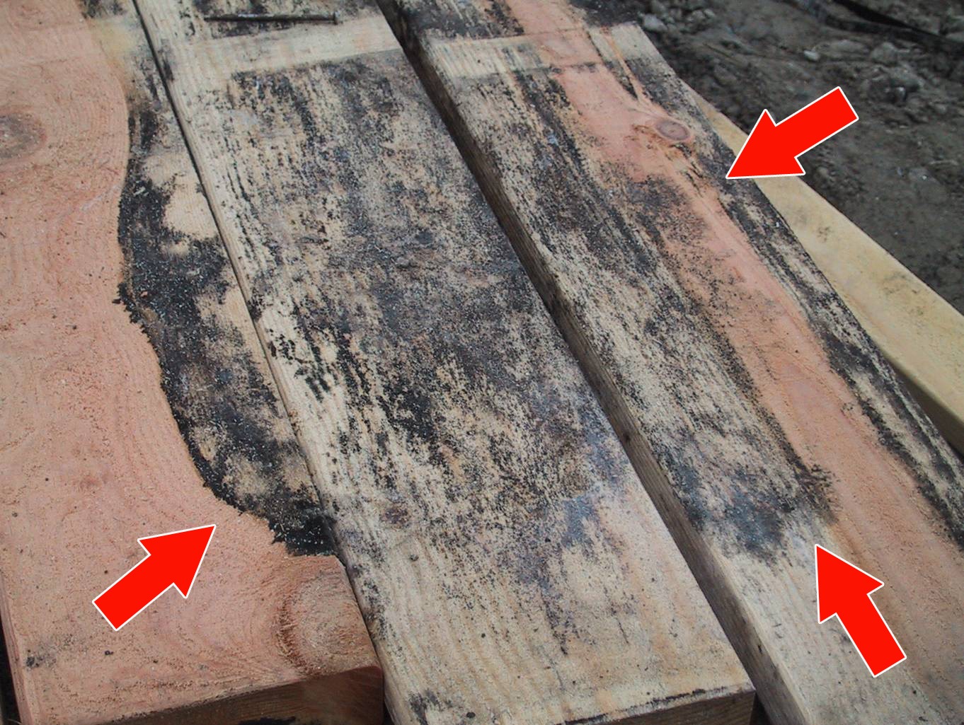 مزایا و معایب خشک کردن چوب موریانه